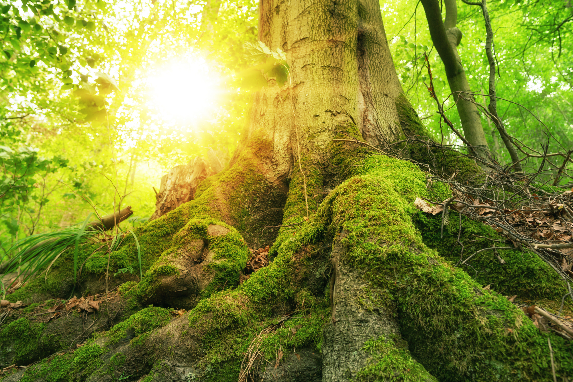 Always Abounding – Be Steadfast, Immovable
